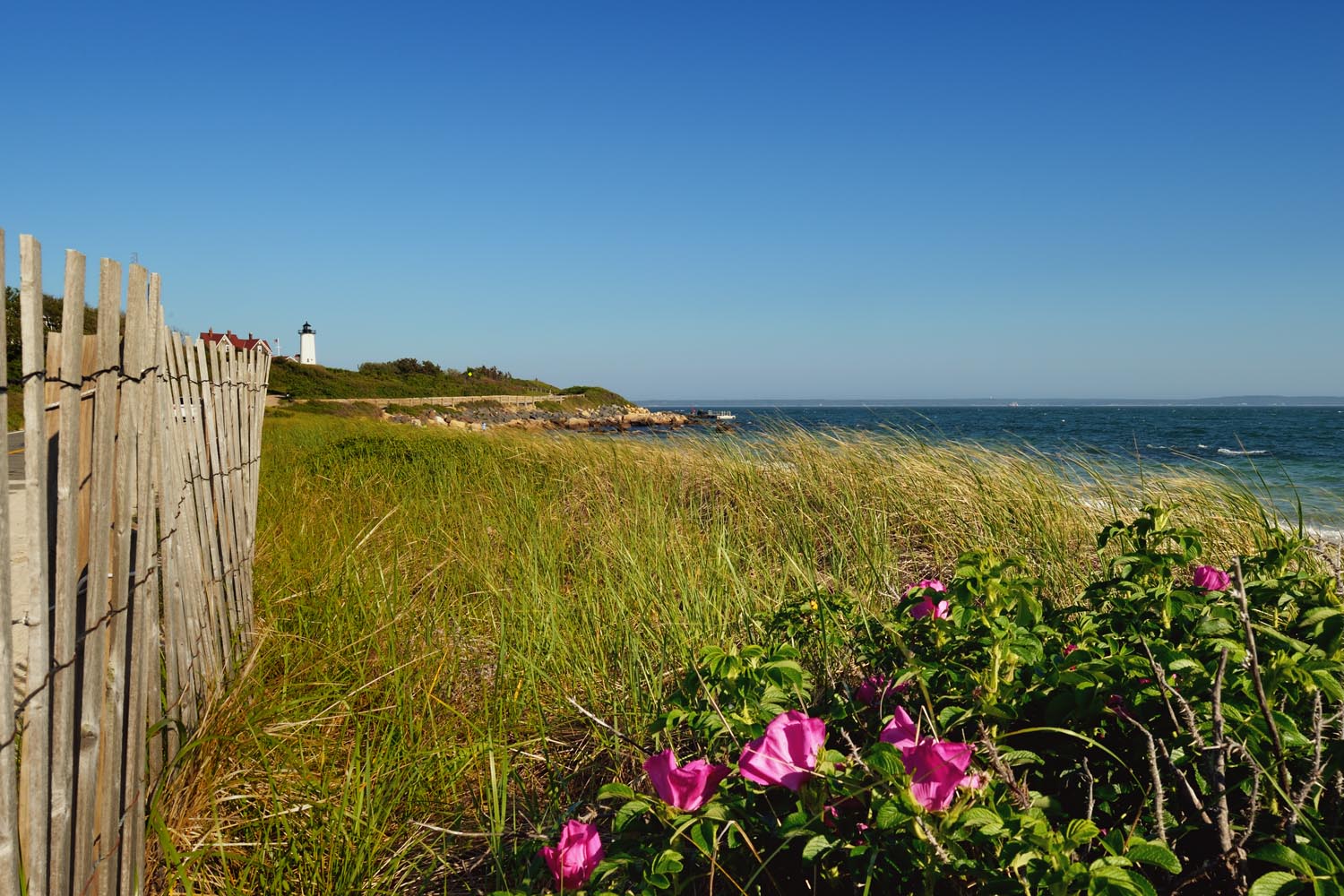 The Amazing Life Woods Hole, Cape Cod