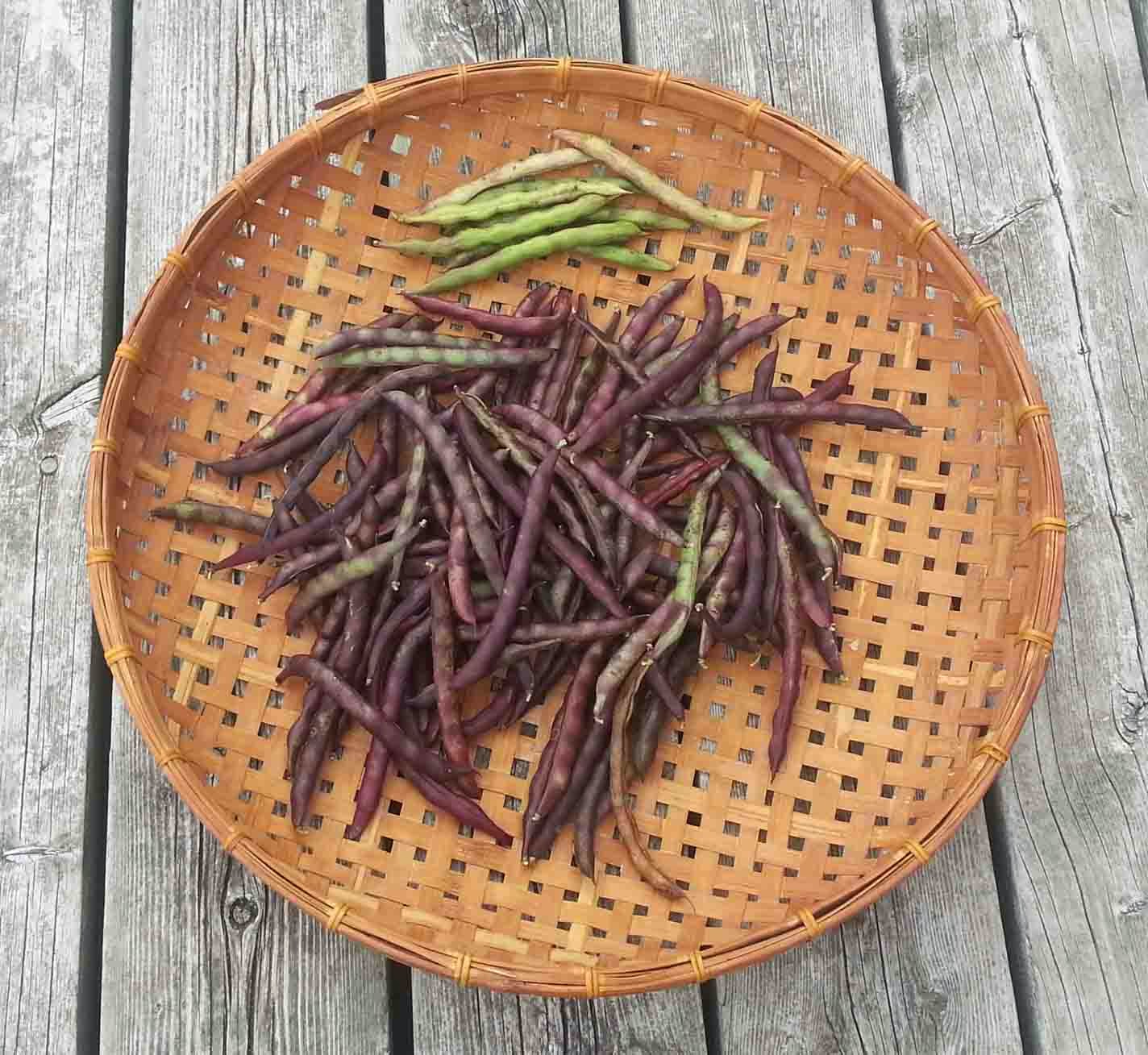 The Gardening Me End of Season Review Beans