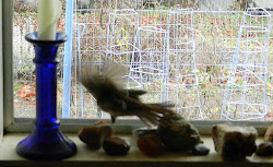 frantically sparrow saw write bird wings beat