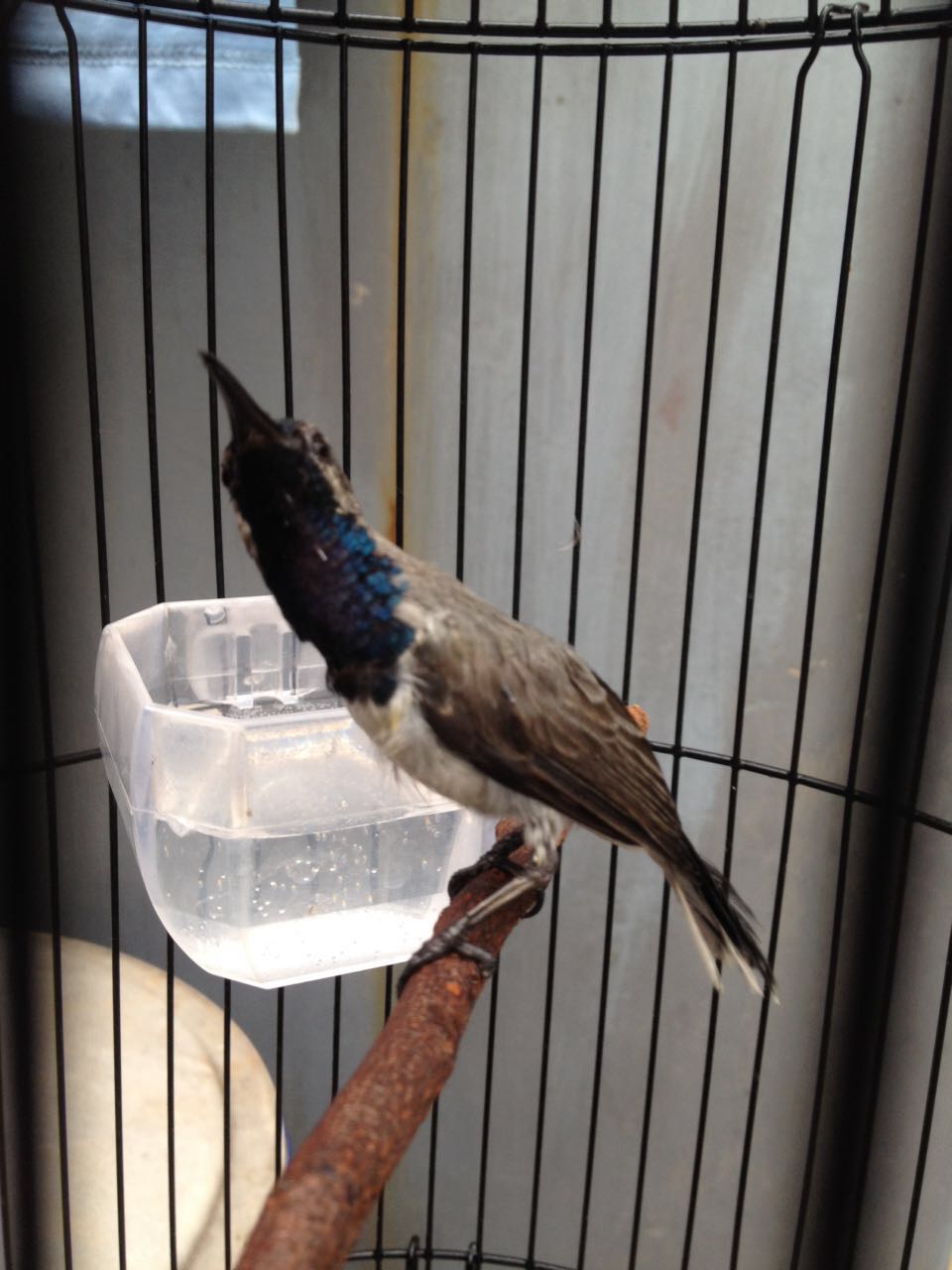 Unduh 87 Gambar Burung Sogok Ontong Terbaru Gratis