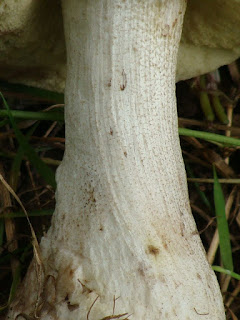 Leccinum pseudoscabrum DSC58269