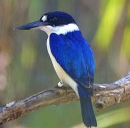 Burung Cekakak Biru Langit Si Pemakan Ikan Kecil Saka Doci