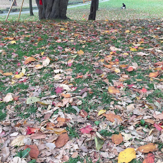 緑の芝生を埋め尽くす紅葉や黄葉の落ち葉