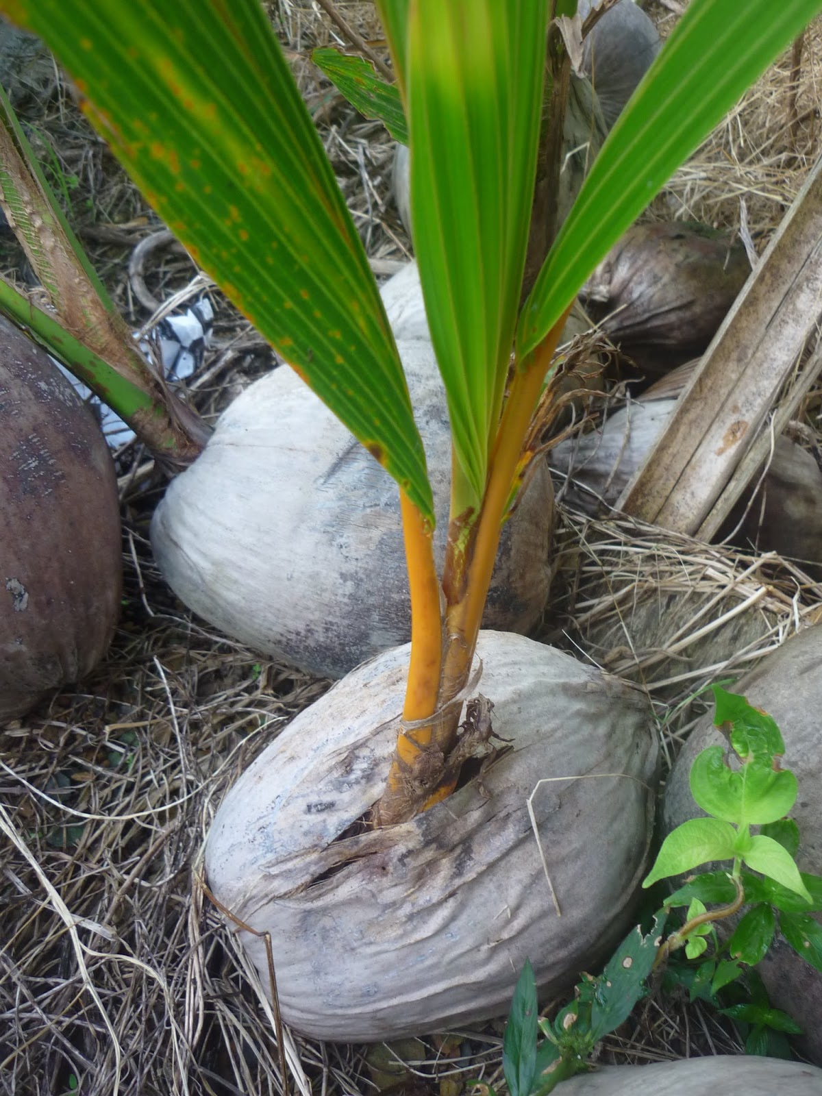 Disini dalam lingkaran ini kelapa cepat berbuah pilih tunas tumbuh