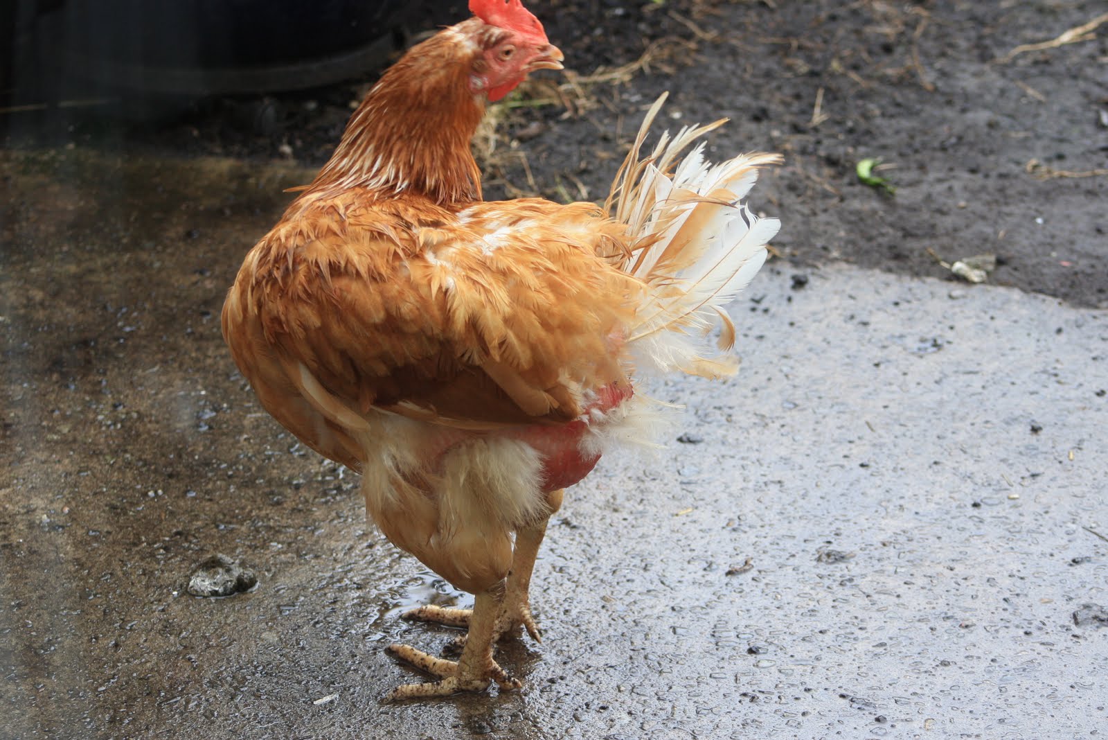 Allotment 65 Wet, Wet, Wet, Chickens too