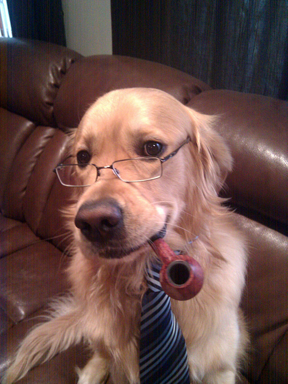 20 Cute dogs with glasses Amazing Creatures