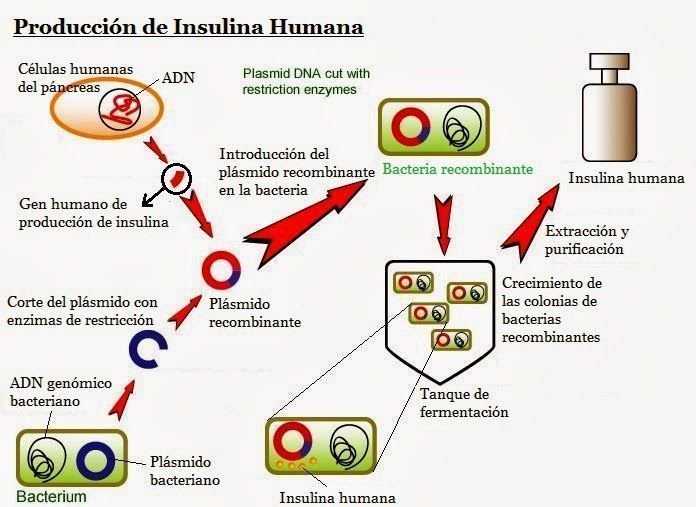 Producción de insulina humana