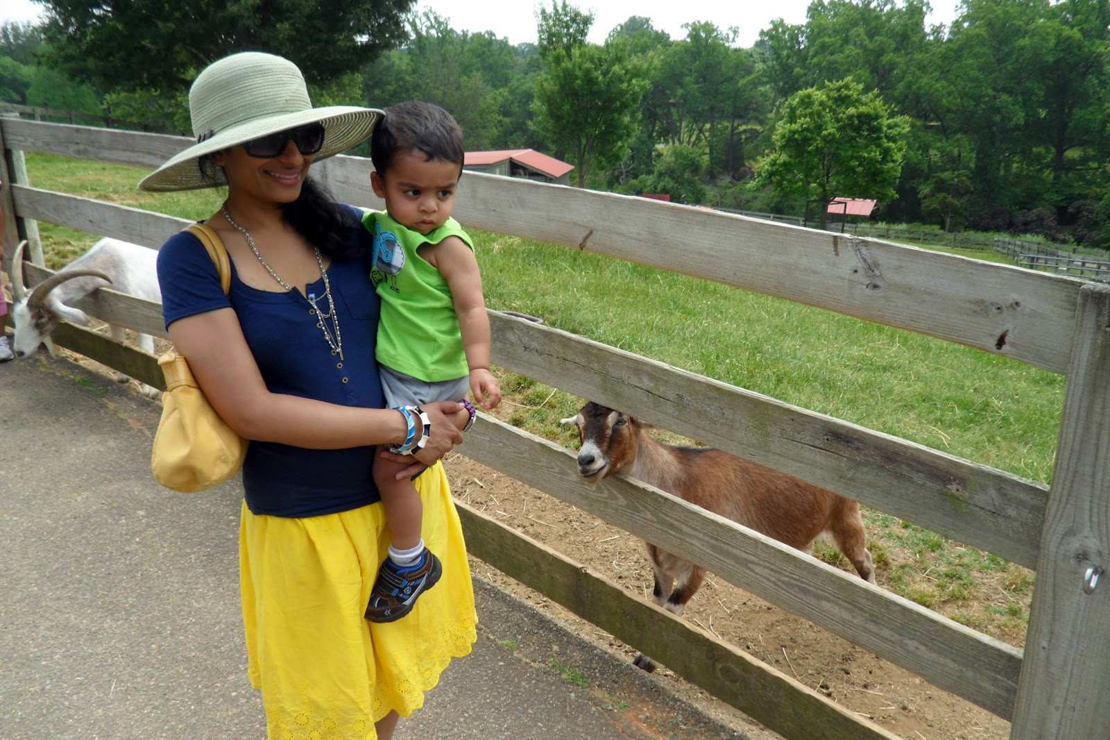 The Story Of Us A Petting Zoo and Virginia Beach