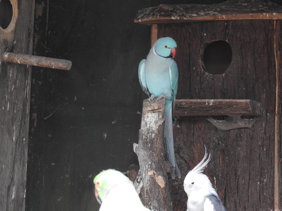 photographing New Zealand the Parrot Place