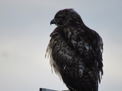 Lower Klamath National Wildlife Refuge