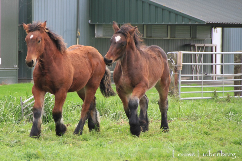 Predator Friendly Ranching Importing of the Brabant horses