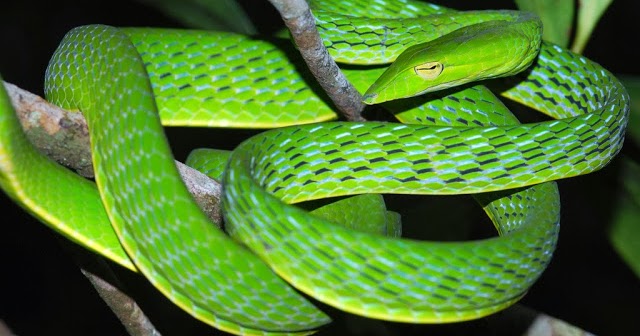 10 Contoh  Hewan  Reptil Melata Beserta Gambar Dan  