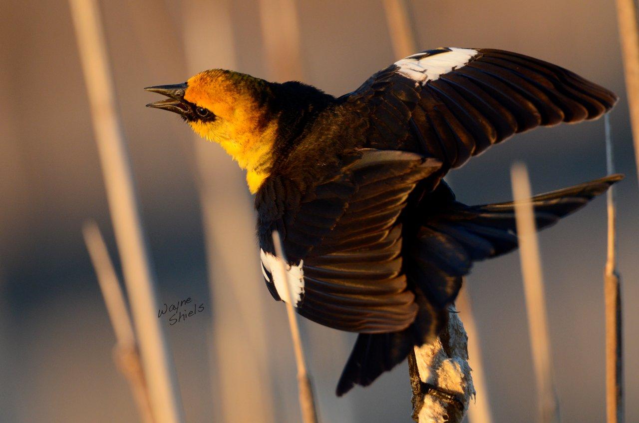Photography by Lisa 2013 Birds of Saskatchewan