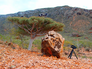 Σοκότρα: Ένα αλλόκοσμο νησί βαμμένο με το αίμα του δράκου. Με φωτογραφίες από την απαγορευμένη ταινία "UNKNOWN LAND" (ΑΓΝΩΣΤΗ ΓΗ)  