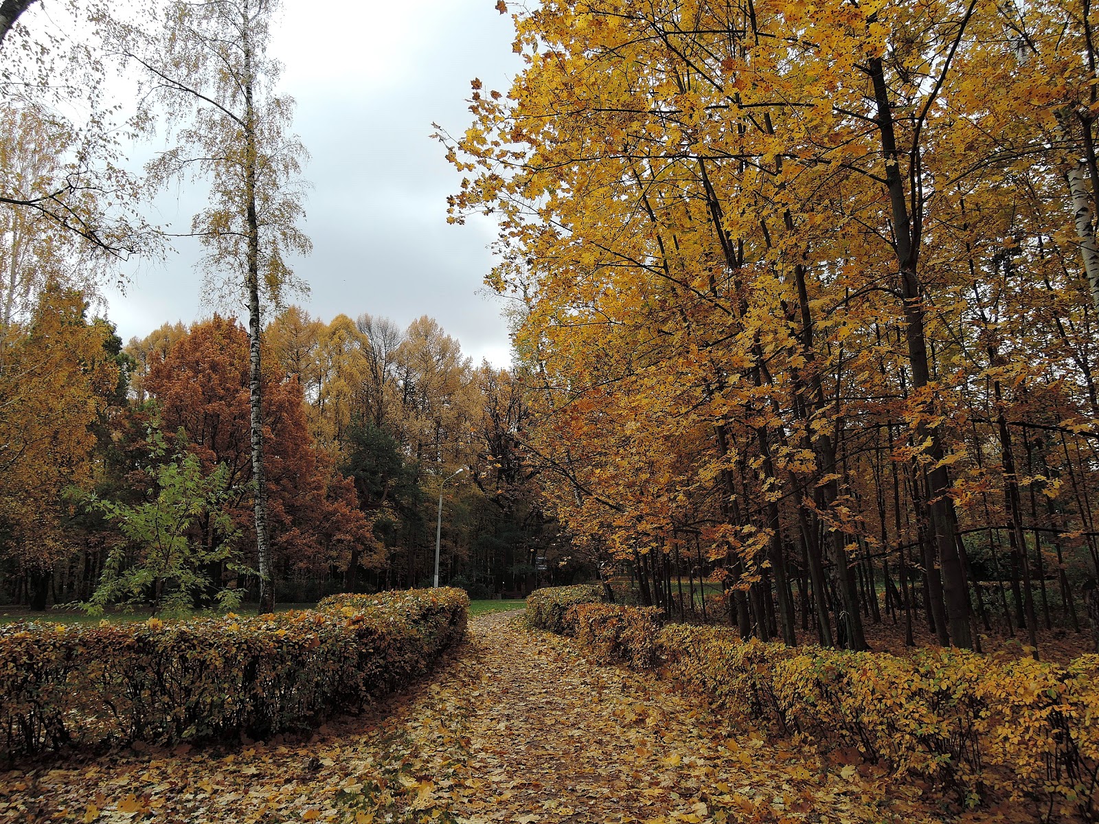 Осень парк сокольники