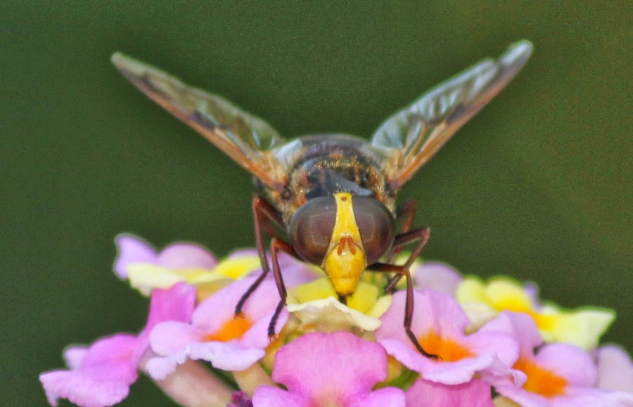VOLUCELLA ZONARIA