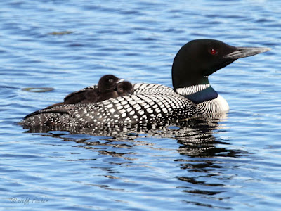 Common Loon with Chicks on Back