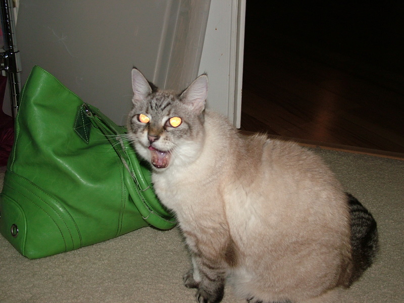 handmade resin jewelry by Katherine Swift Why do cats vomit on carpet?