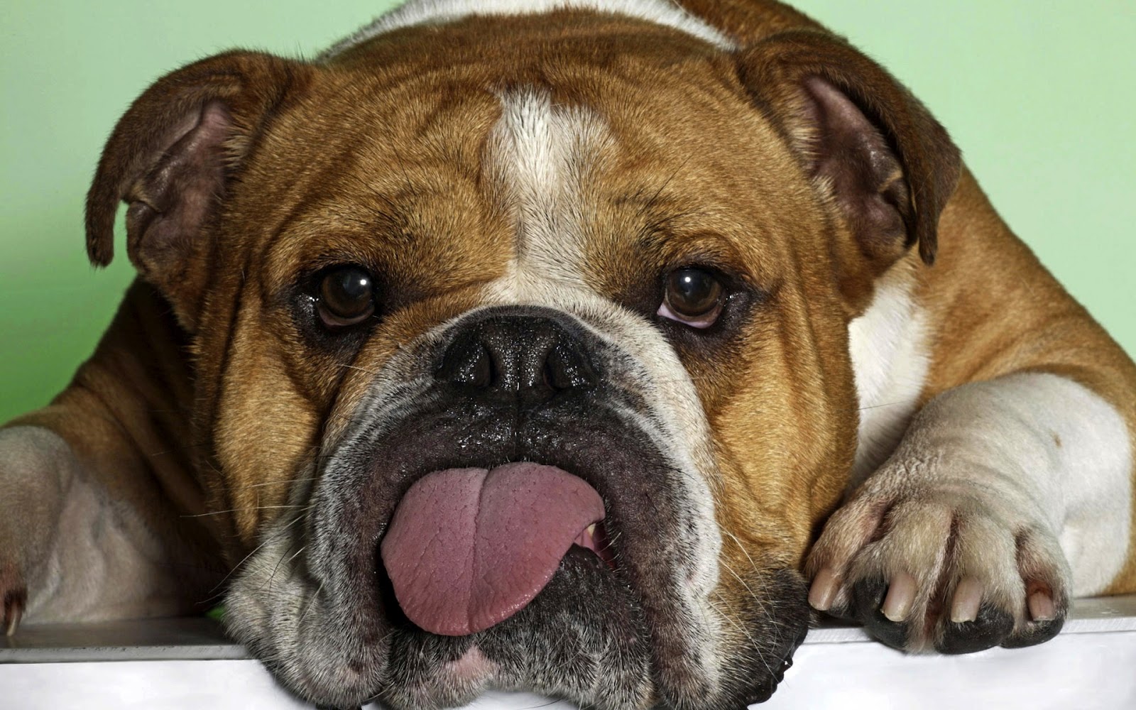 Funny Bulldog Wallpaper Wallpapers For You All the best wallpapers