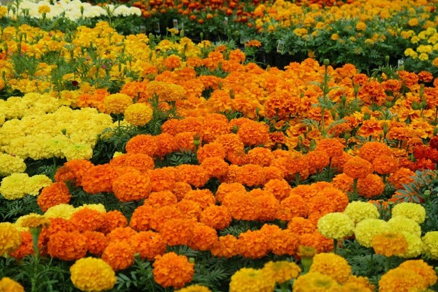 The Flower Bin: Amazing annuals add instant color