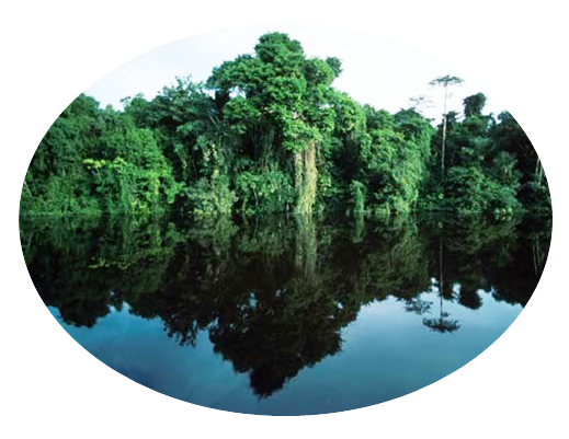 http://3.bp.blogspot.com/-usFH8yQaaMs/TzQMlPy0O7I/AAAAAAAAt98/_ypwOF7krnU/s1600/el%2Bbosque.png