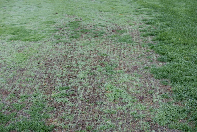 bentgrass slit seeding golf course fairway