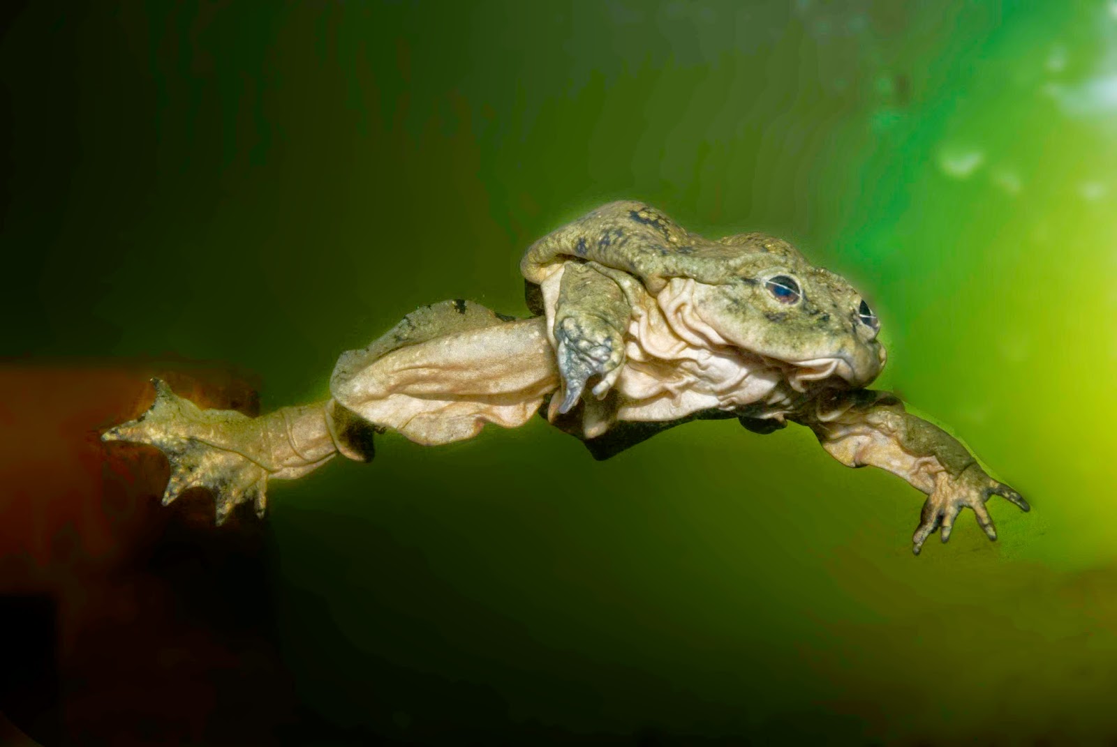 анабиоз лягушки. где зимуют лягушки?. механизм компенсации крови. сибирская лягушка. как лягушки компенсируют недостаток кислорода.