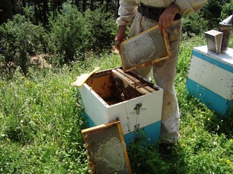 Ταχύρυθμη εκπαίδευση μελισσοκομίας στην Ημαθία