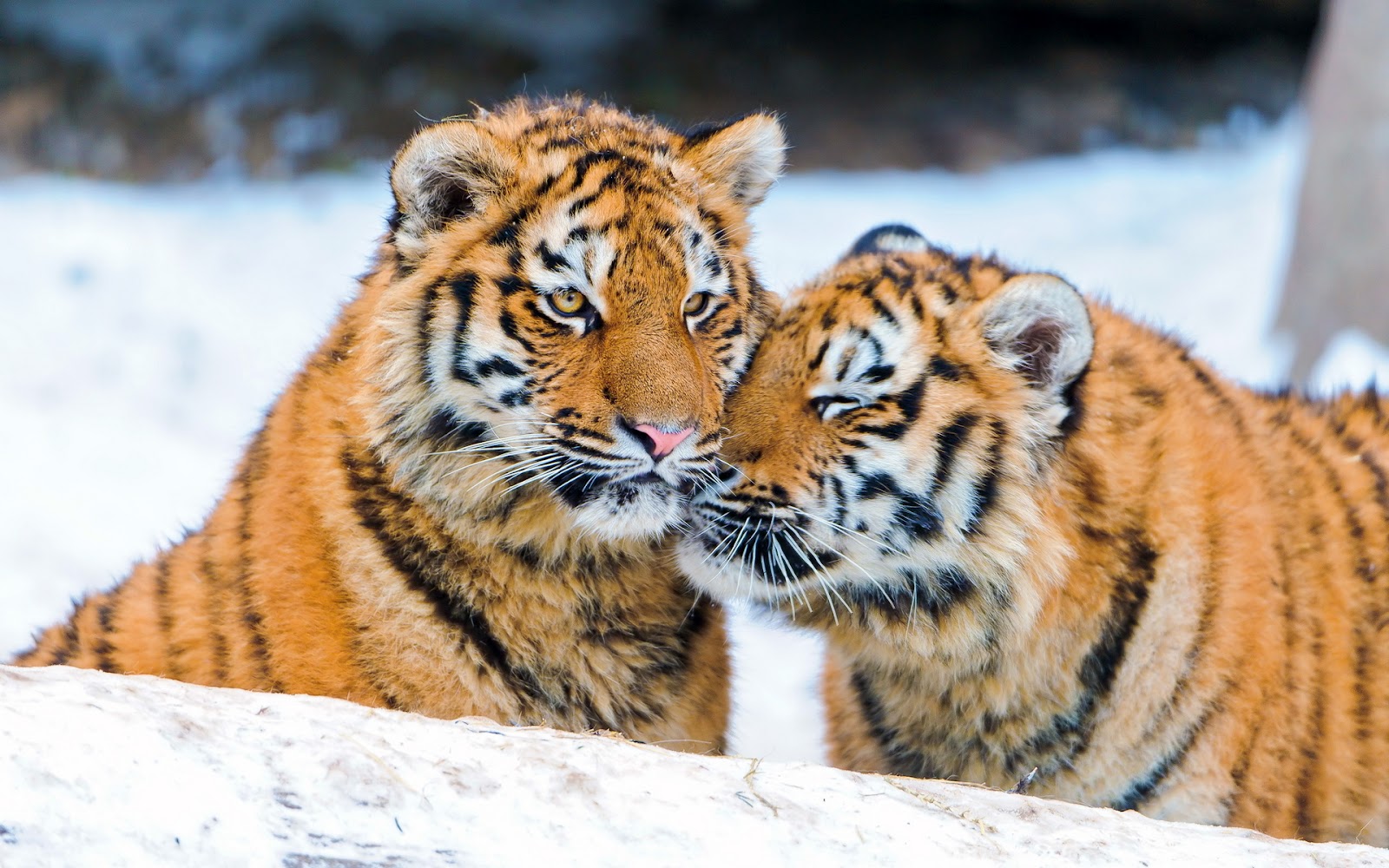 banco de fotos: Fotos de Tigres en la Nieve