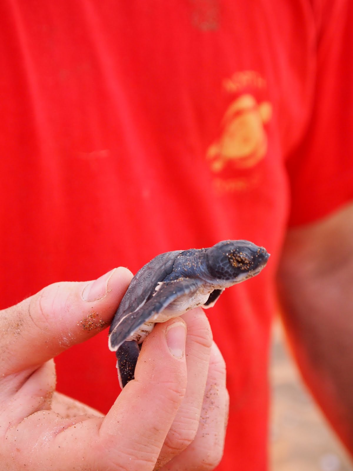 Tag a Turtle: Marine Turtle Conservation Project Northern Cyprus