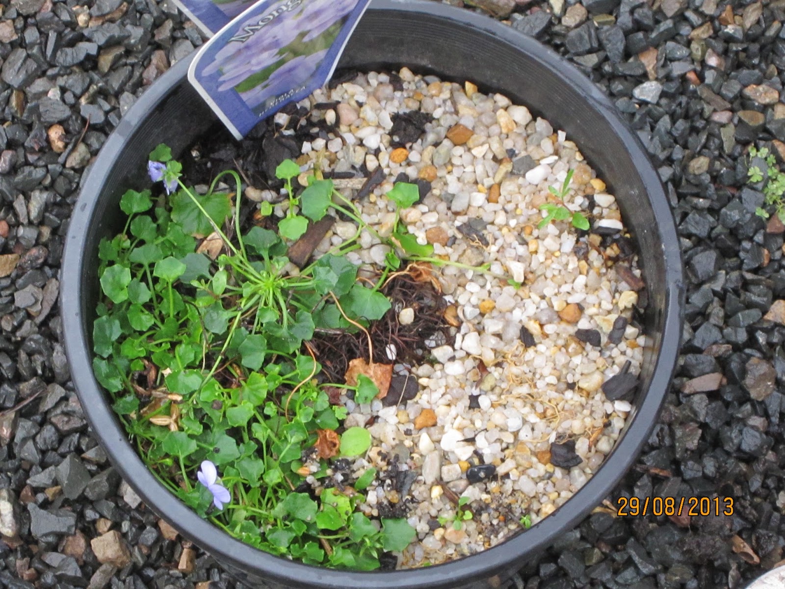 The Niche Nursery: Coarse Sand is Horticultural Gold.