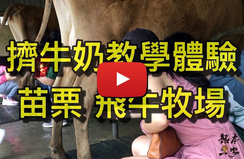 媲美清境青青草原|苗栗飛牛牧場|乳牛綿羊生態區~擠牛奶餵小羊小牛體驗