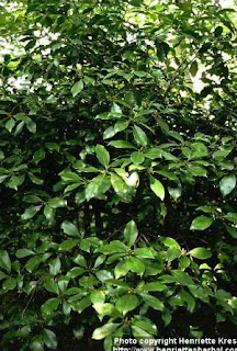 Pohon Pekak - Welcome to my kitchen