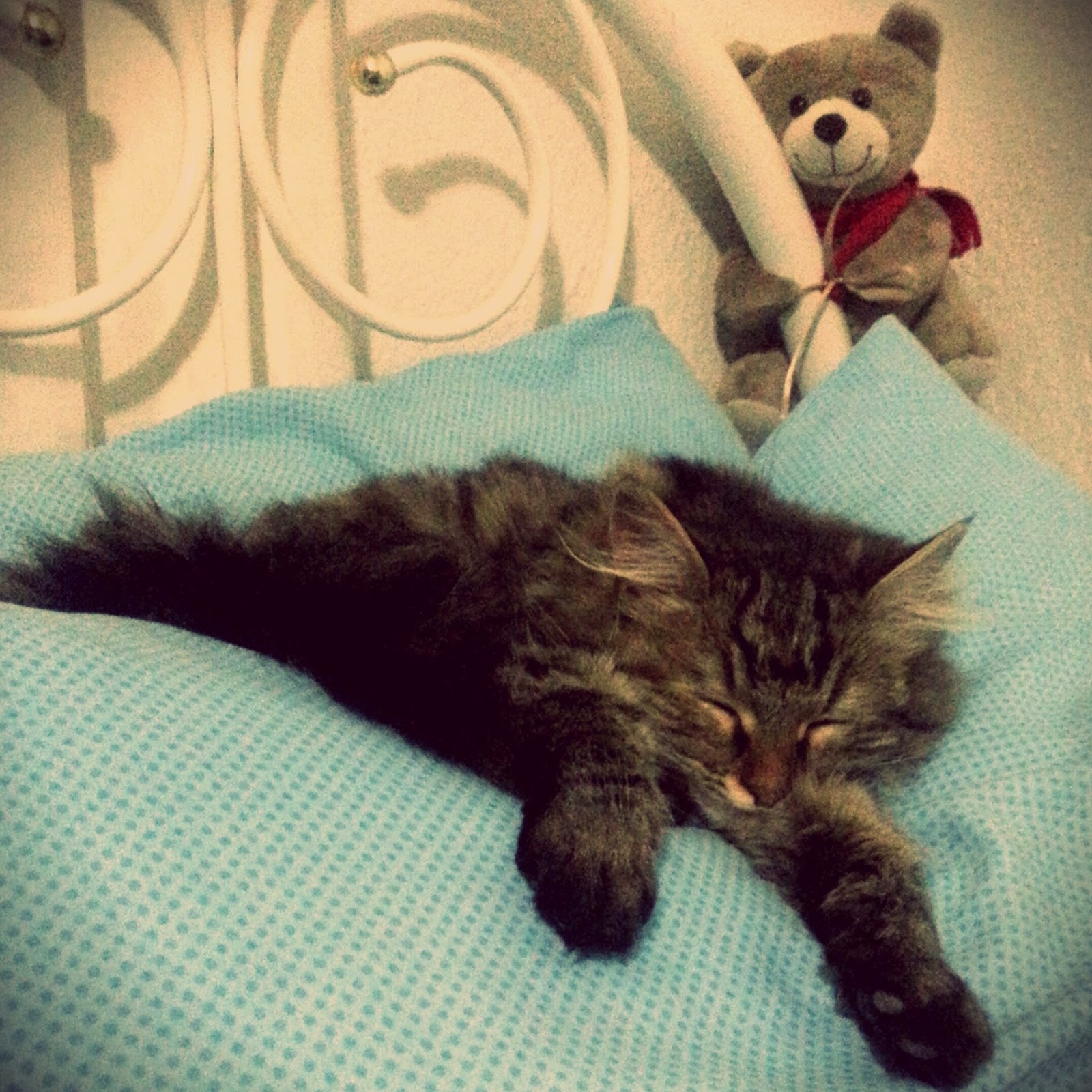 Benim miniklere yuva lazım&hellip; Bir yardım etseniz&hellip;