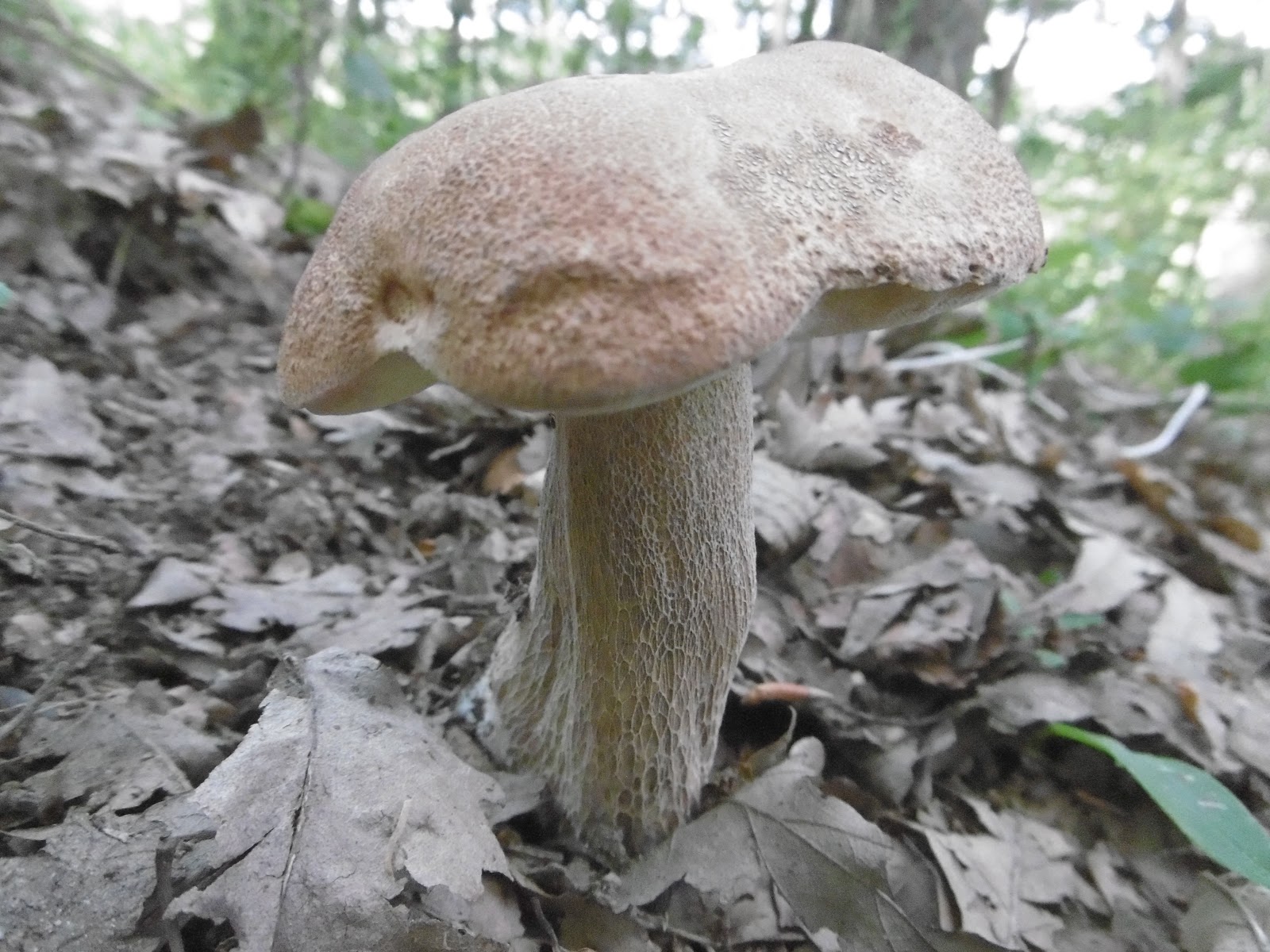 Prevedere l'uscita dei porcini