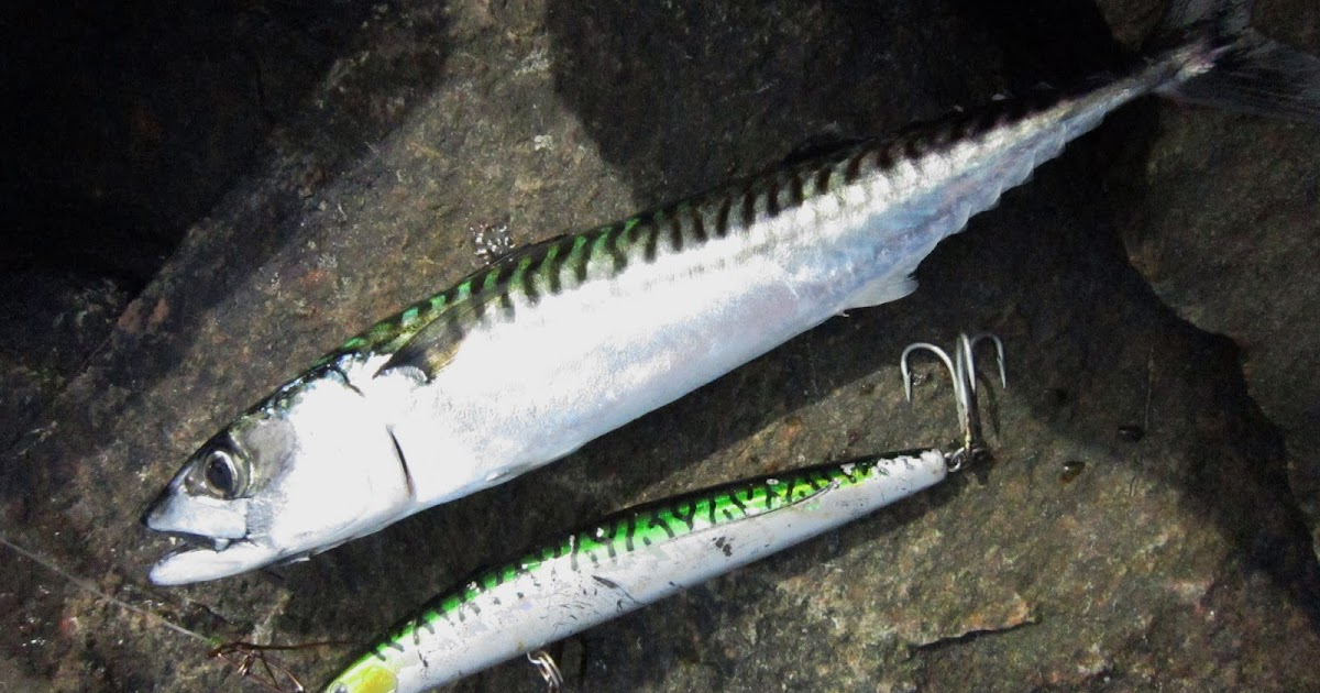 Rhode Island Striped Bass Mackerel Imitators Scoring Big