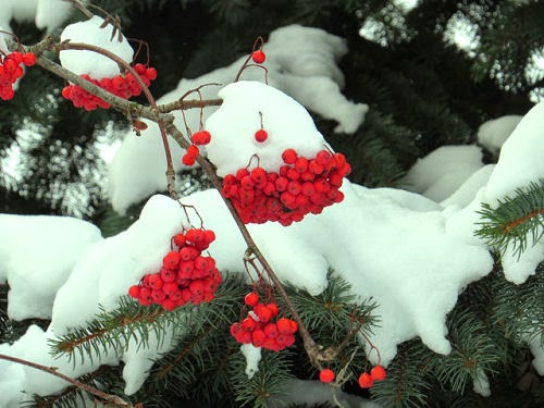 highbush cranberry and snow