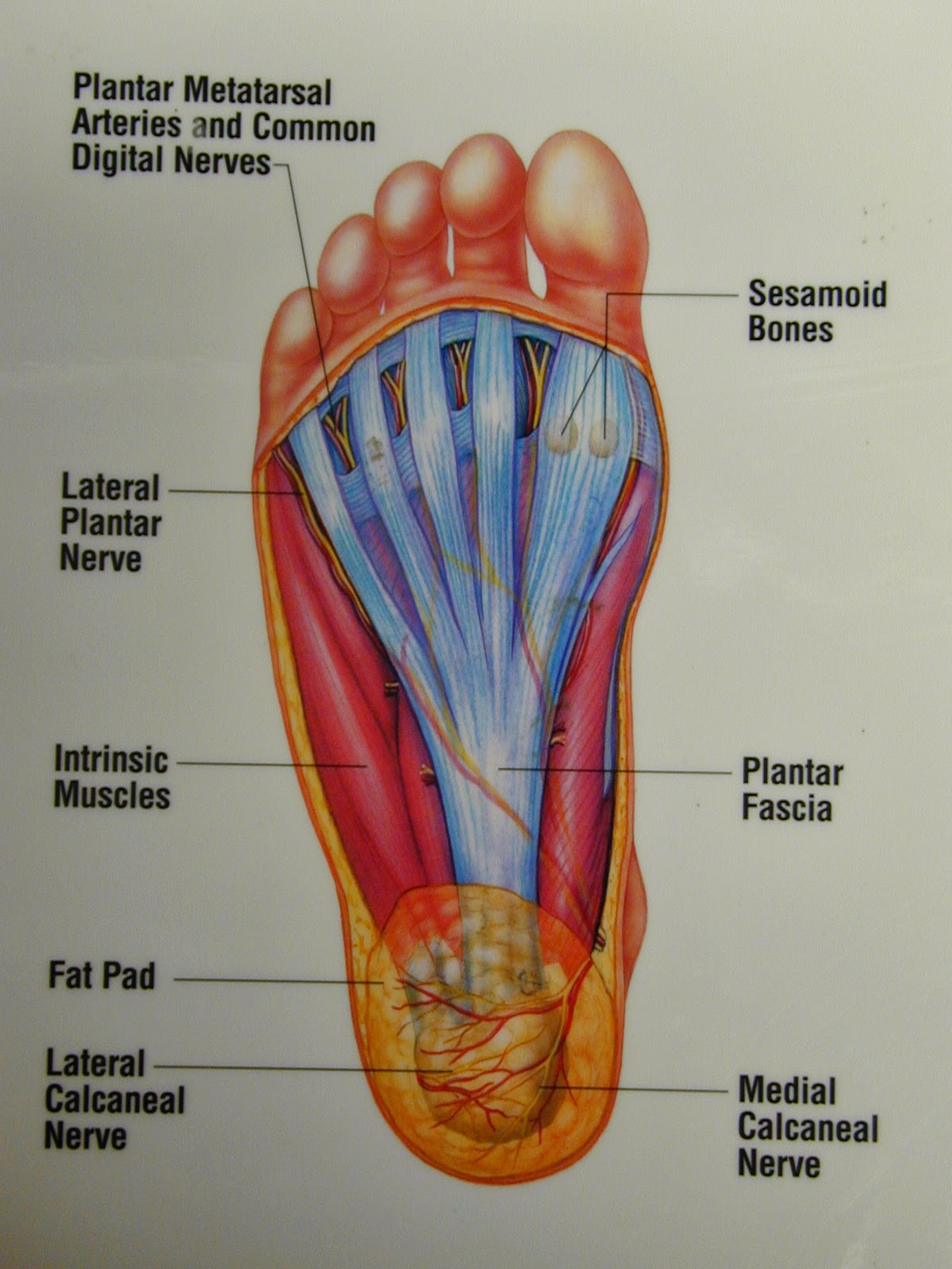 painfreefeet-ca-footnotes