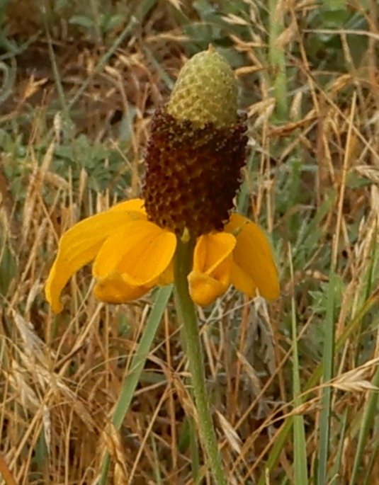 Kim's County Line Pretty Purple Flowers (aka WEEDS)