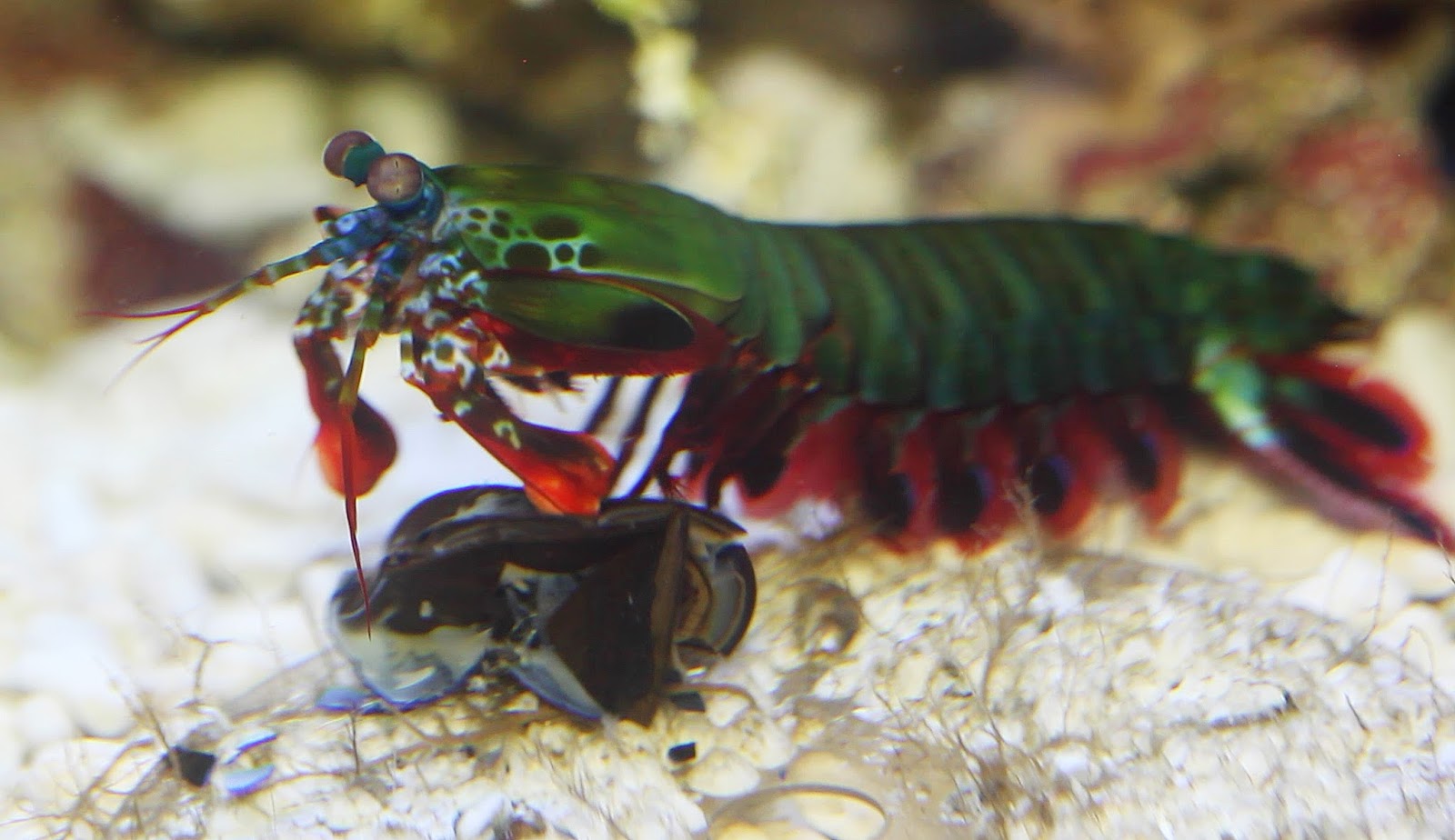The Miracles of Life The Mantis Shrimp
