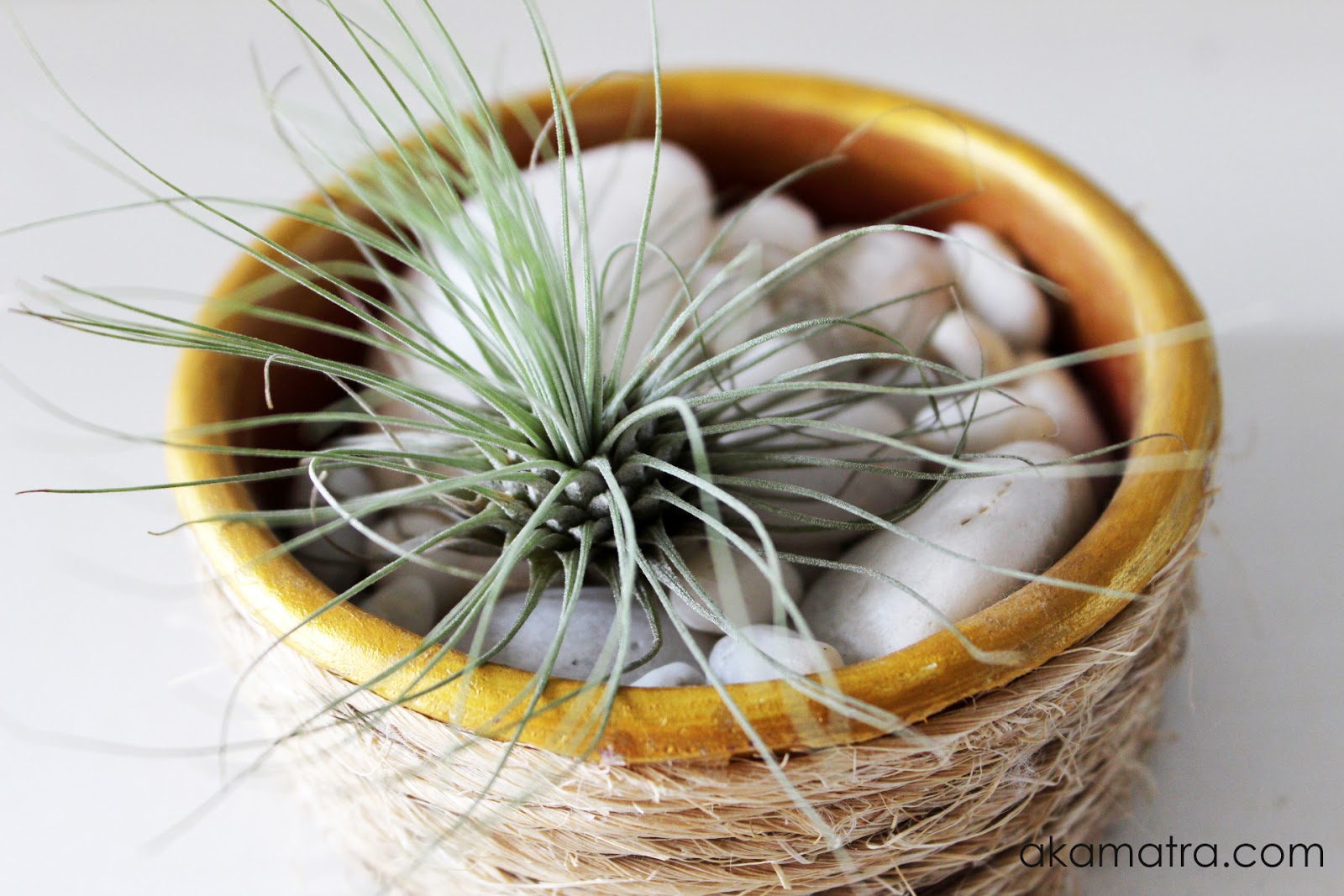 How to make an air plant pot Akamatra