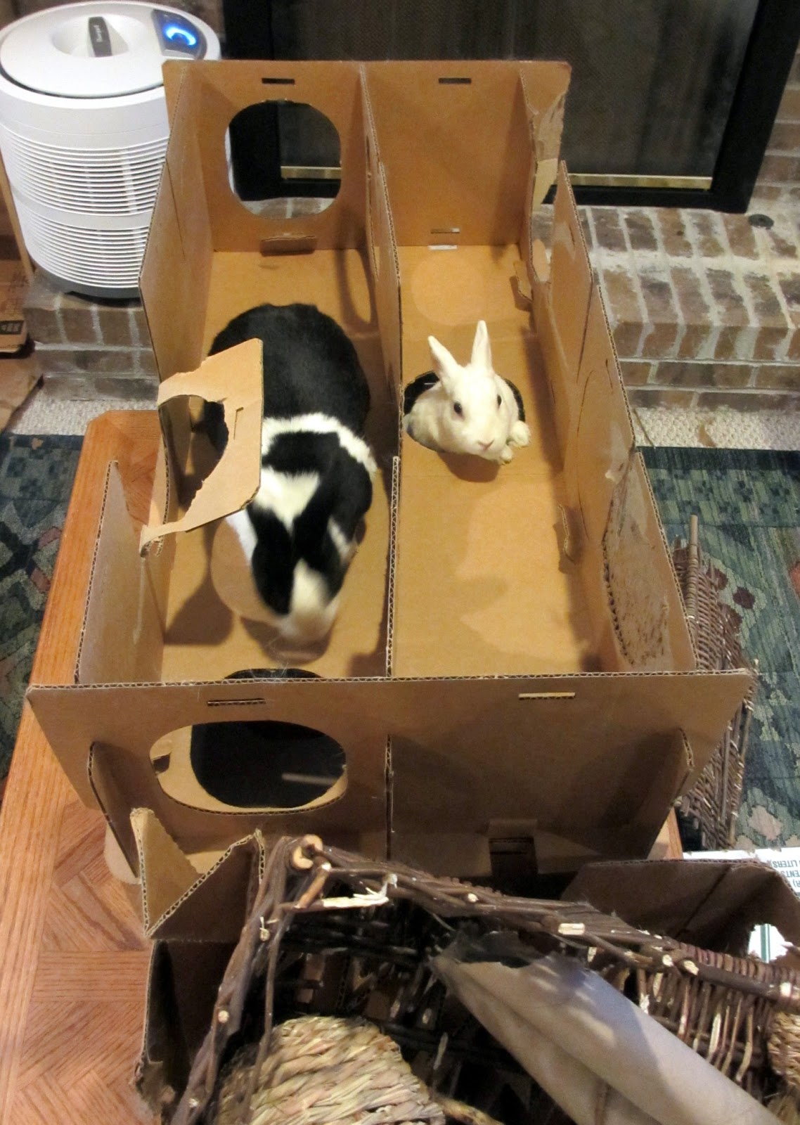 Rabbit Ramblings One bunny pen cleaning day