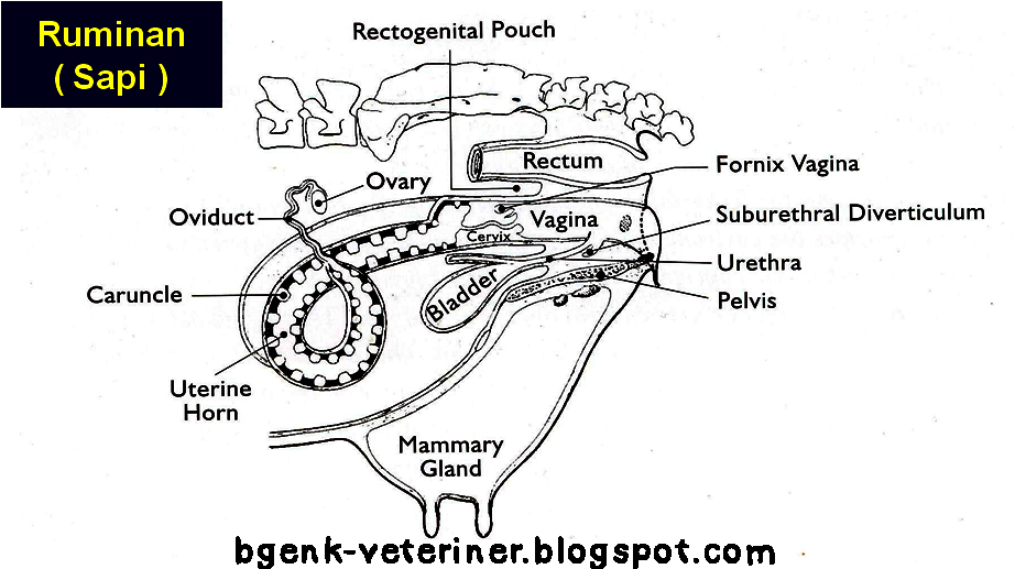 VETERINER & KEGALAUAN: Anatomi Reproduksi Betina ( Organa Genetalia