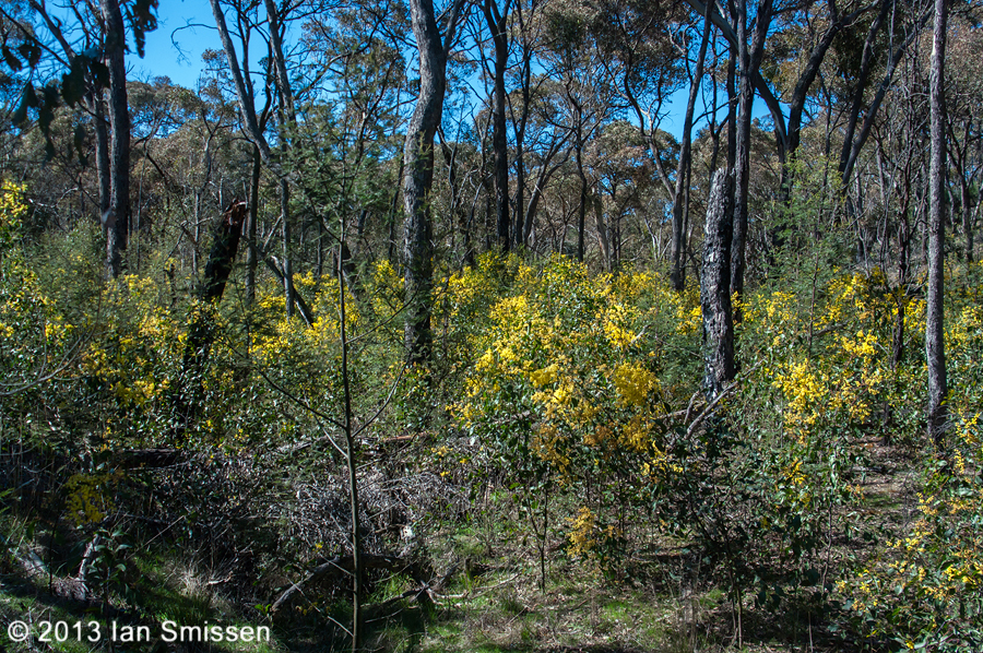 A passion for birds... Brisbane Ranges Bush Birds