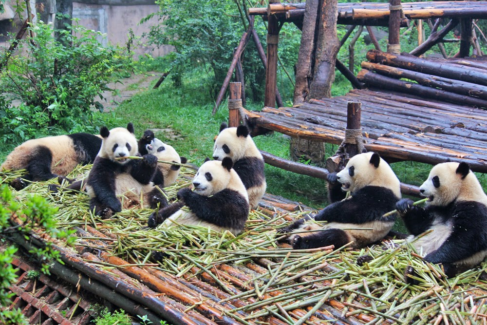 Reserva natural de Osos Pandas Gigantes en Chengdu, China