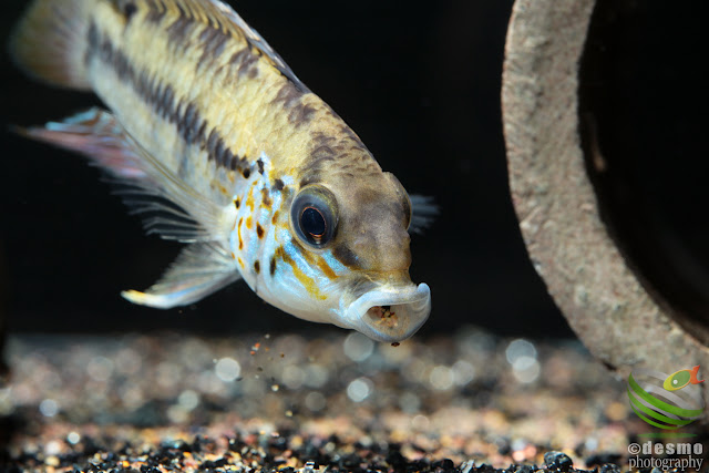 Apistogramma cf. alacrina (sp. rotpunkt)