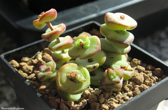 Lithops Stories: Update on Crassula rupestris and other news (8 pics)