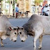 Kanpur - सड़कों पर 'काल' बन रहे आवारा जानवर