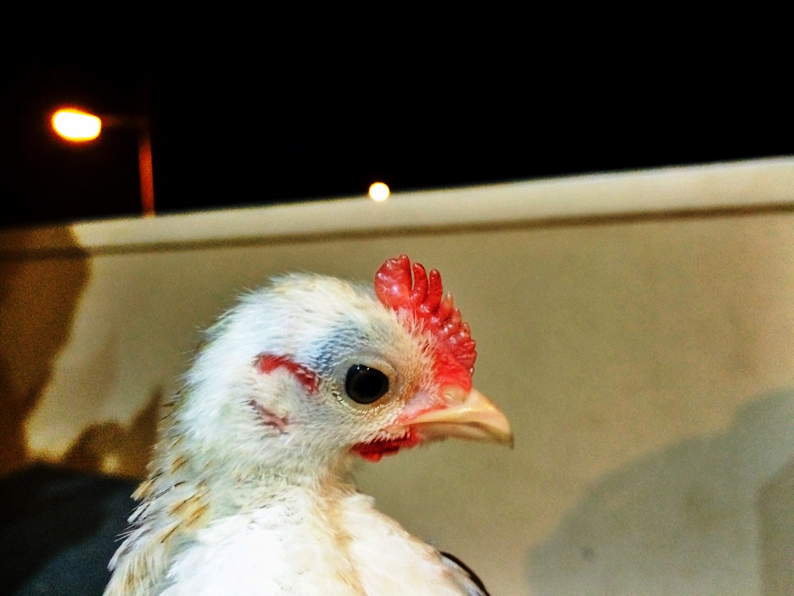 The real beauty of Red Crest for Ayam Serama (Balung terkini 2015 ...