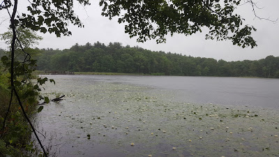DelCarte pond recently in the rain with the surface covered with vegetation